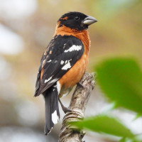 Black-headed Grosbeak